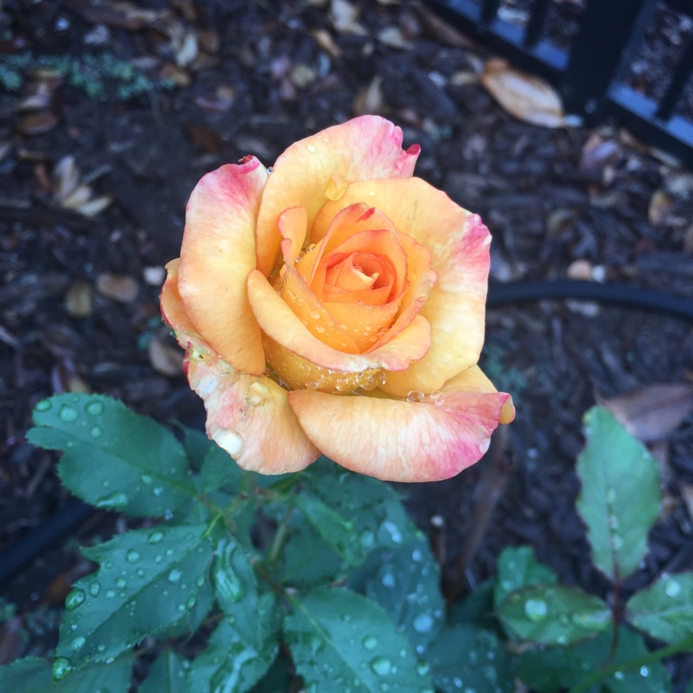 Meet your Posher, Kathleen